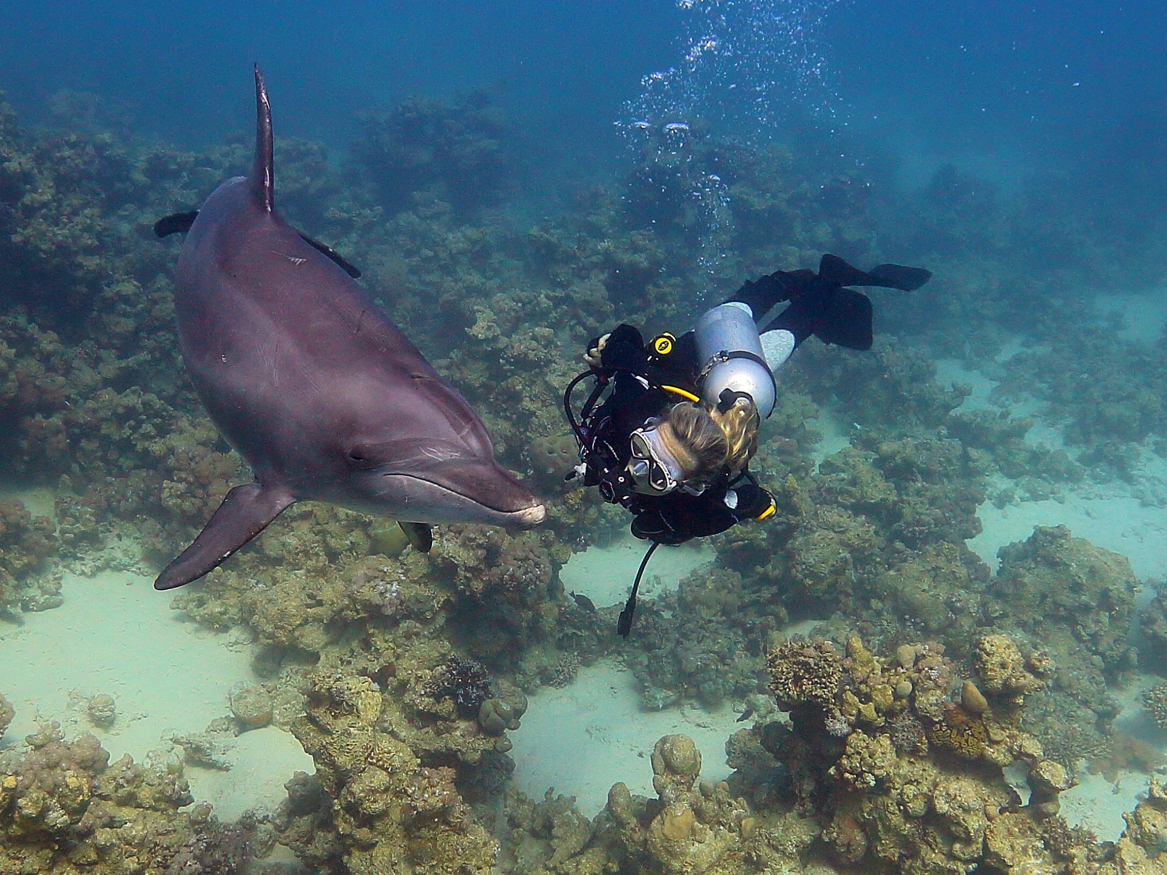 Angela Ziltener at work over a Red Sea reef
