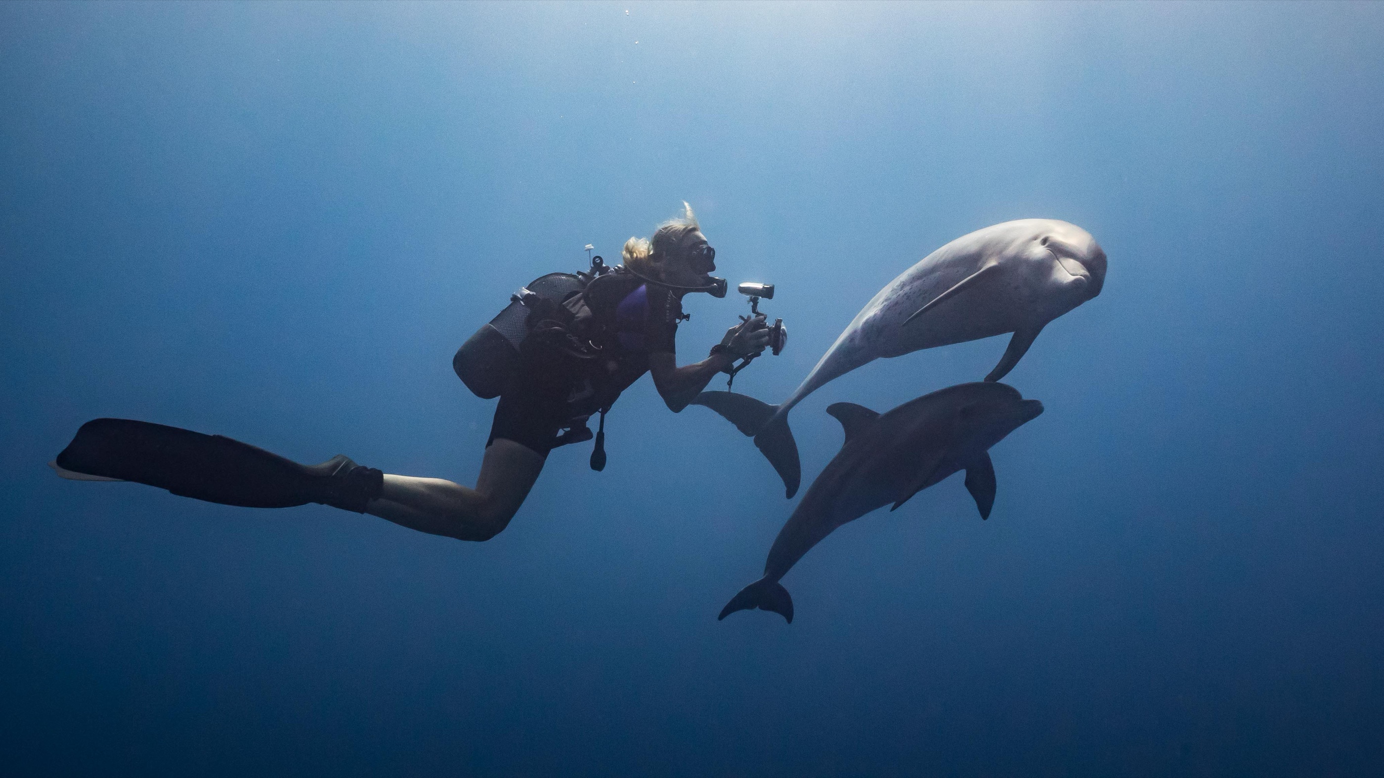 Dolphins and observer
